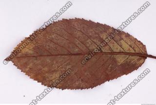 Photo Texture of Leaf 0085